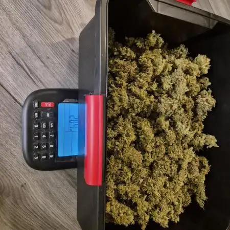 Ghost train haze automatic