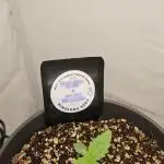 Coco grow let's try it