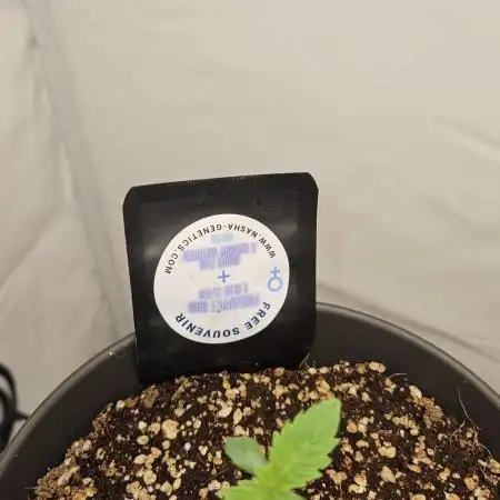 Coco grow let's try it