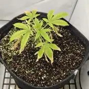 Coco grow let's try it