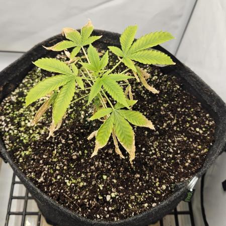 Coco grow let's try it