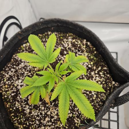 Coco grow let's try it