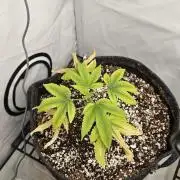 Coco grow let's try it