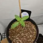 Coco grow let's try it