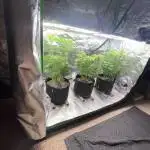 Ppb Gsc kbmr