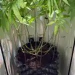 CBD Mazar micro Phenohunt