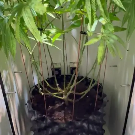 CBD Mazar micro Phenohunt