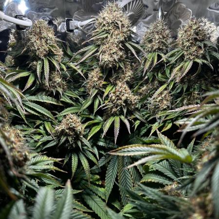 CBD Mazar micro Phenohunt