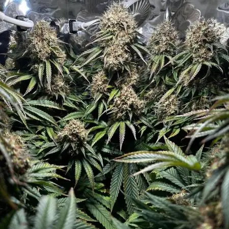 CBD Mazar micro Phenohunt