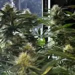 CBD Mazar micro Phenohunt