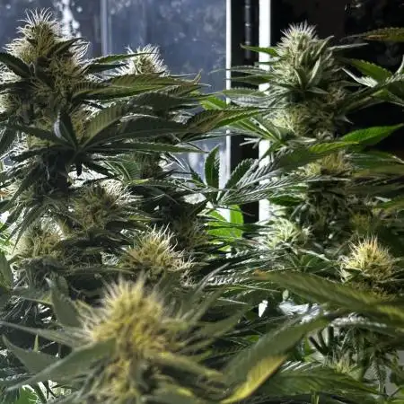 CBD Mazar micro Phenohunt