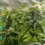Outdoor OG KUSH