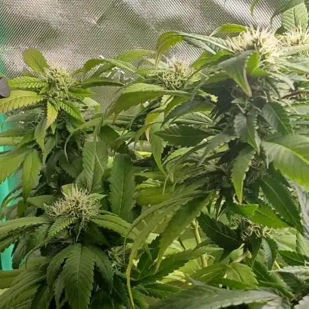 Outdoor OG KUSH
