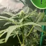 Royal Haze Auto RQS