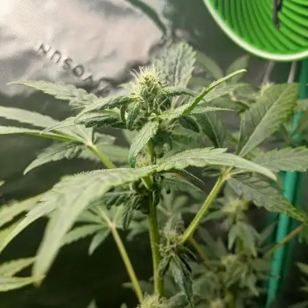 Royal Haze Auto RQS