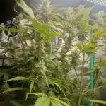 Jealousy Auto Zamnesia