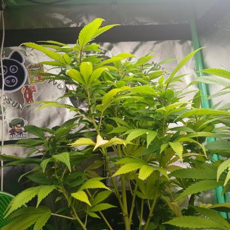 Outdoor OG KUSH