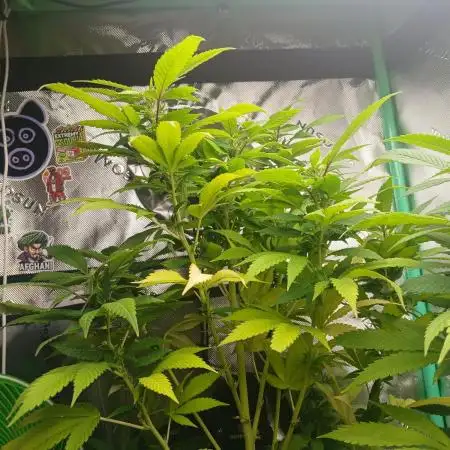 Outdoor OG KUSH