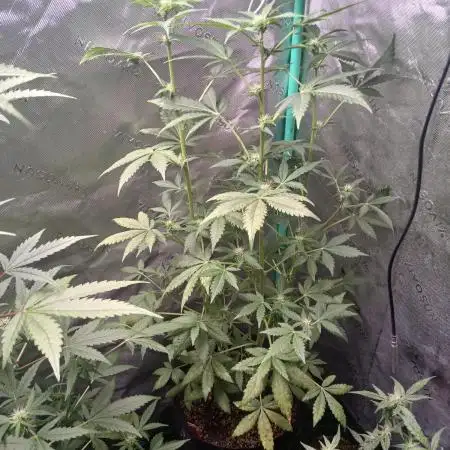Royal Haze Auto RQS