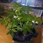 Royal Haze Auto RQS