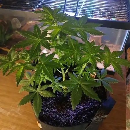 Royal Haze Auto RQS