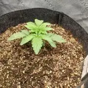 E.T. Munchies Mephisto Genetics