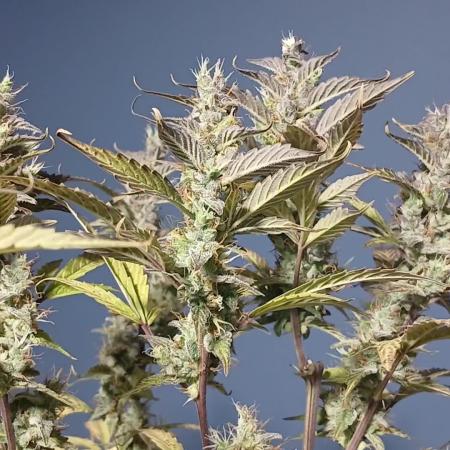 Jealousy Auto Zamnesia