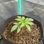 Rainbow Sherbet Zamnesia