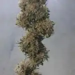 Outdoor OG KUSH