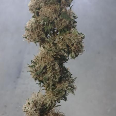 Outdoor OG KUSH