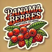 Panama Berrès Mephisto Genetics