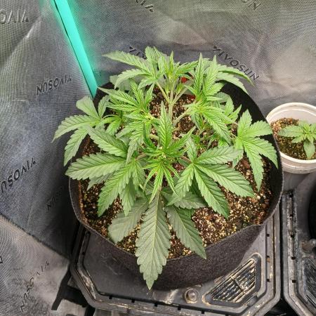 Rainbow Sherbet Zamnesia