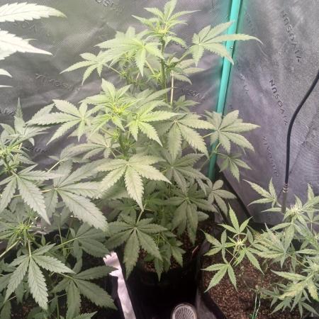 Royal Haze Auto RQS