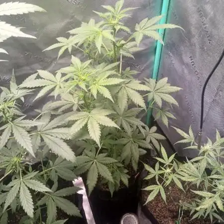 Royal Haze Auto RQS