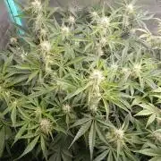 Rainbow Sherbet Zamnesia