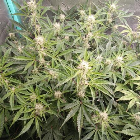 Rainbow Sherbet Zamnesia