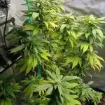 Outdoor OG KUSH