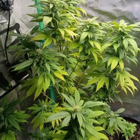 Outdoor OG KUSH