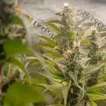 Jealousy Auto Zamnesia