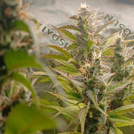 Jealousy Auto Zamnesia