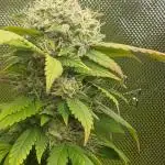 Outdoor OG KUSH