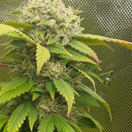 Outdoor OG KUSH