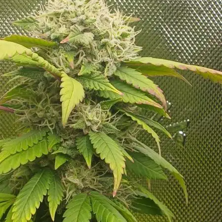 Outdoor OG KUSH