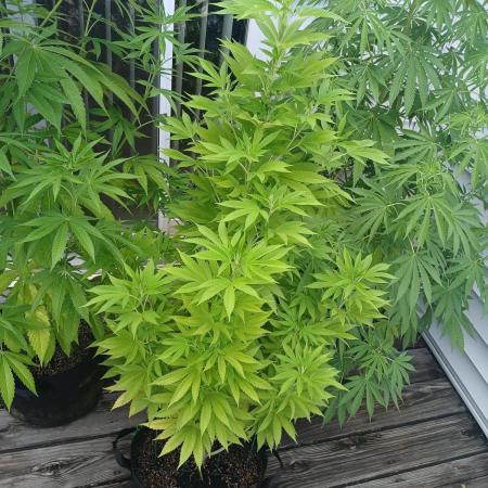 Outdoor OG KUSH