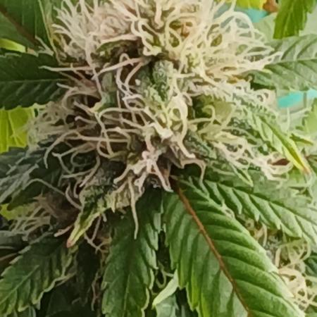 Outdoor OG KUSH