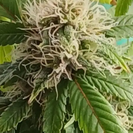 Outdoor OG KUSH