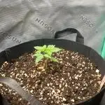 Royal Haze Auto RQS