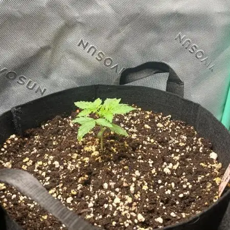 Royal Haze Auto RQS