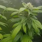 Outdoor OG KUSH