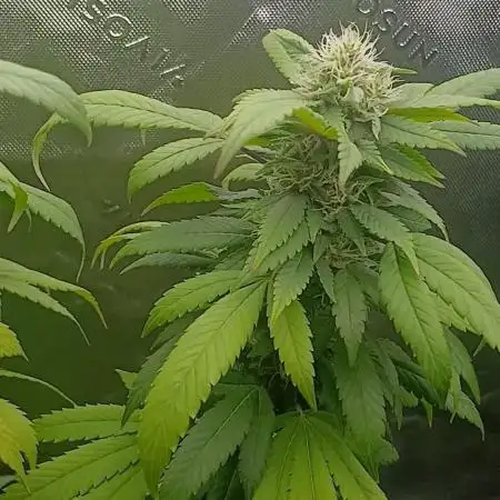 Outdoor OG KUSH